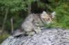 raguelboy10weeks7928_small.jpg