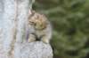 raguelboy10weeks7931_small.jpg