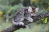 raguelboy10weeks7938_small.jpg