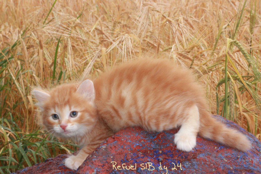 refuelot6weeks1281.jpg
