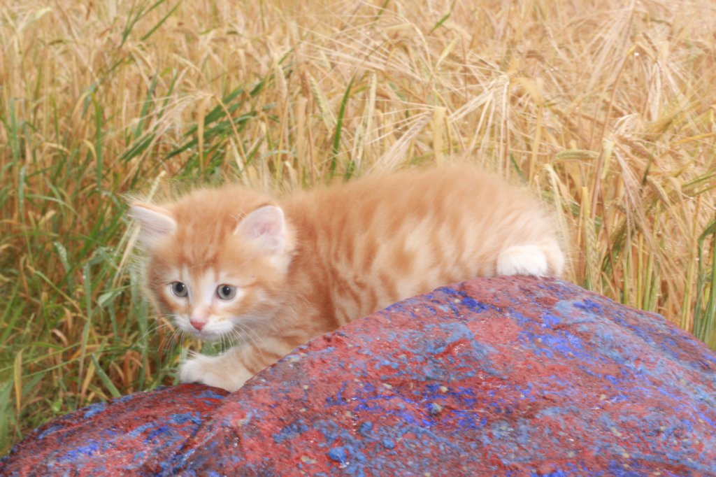 refuelot6weeks12814.jpg