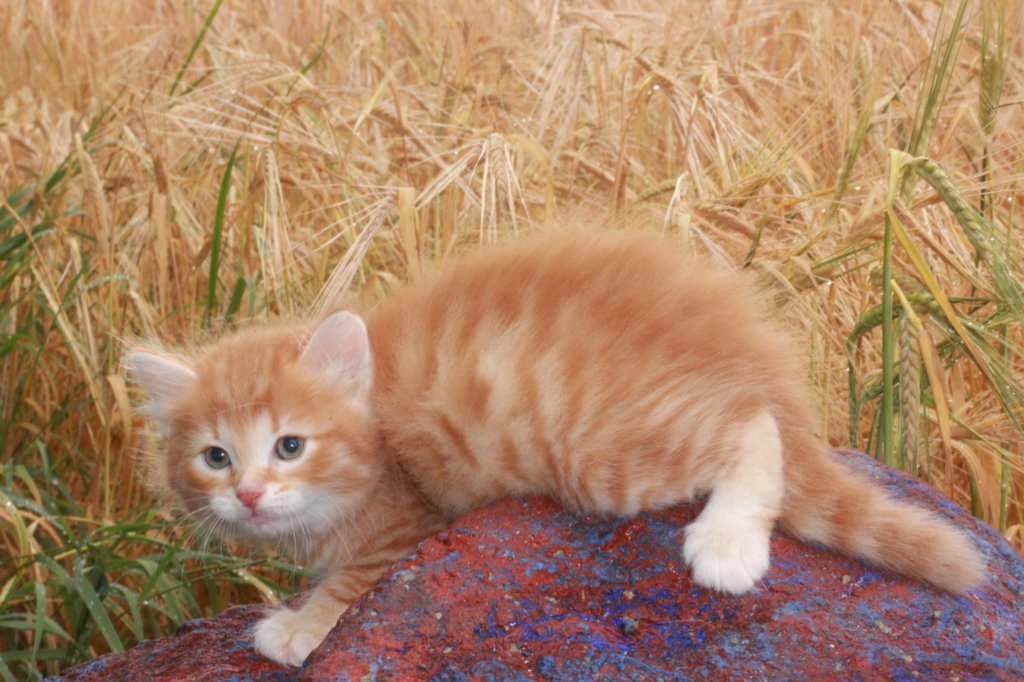 refuelot6weeks12817.jpg