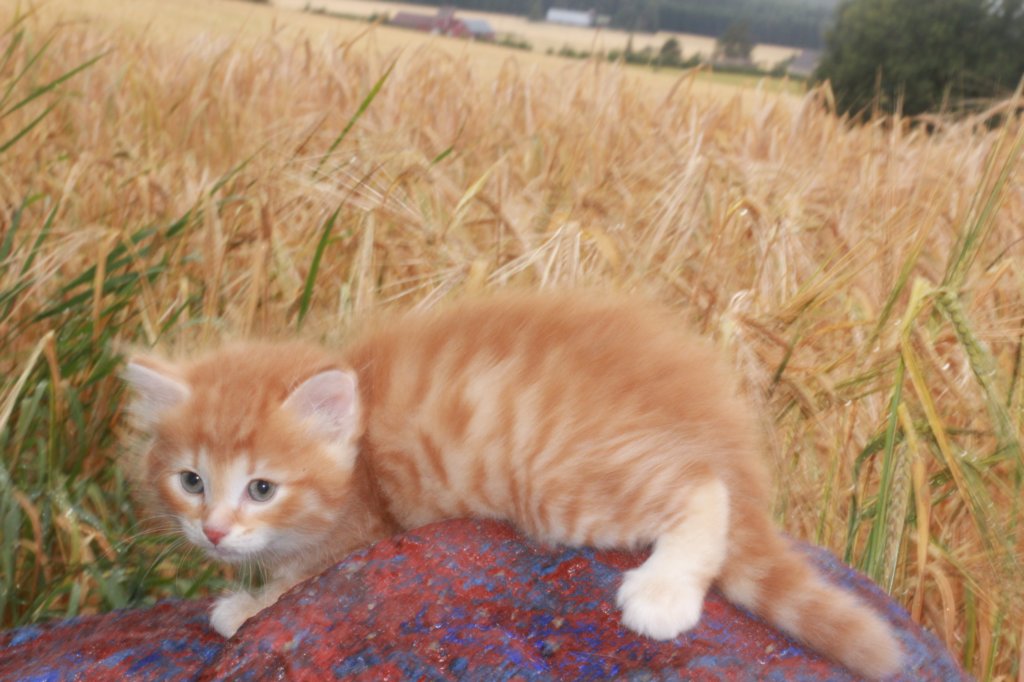 refuelot6weeks12819.jpg