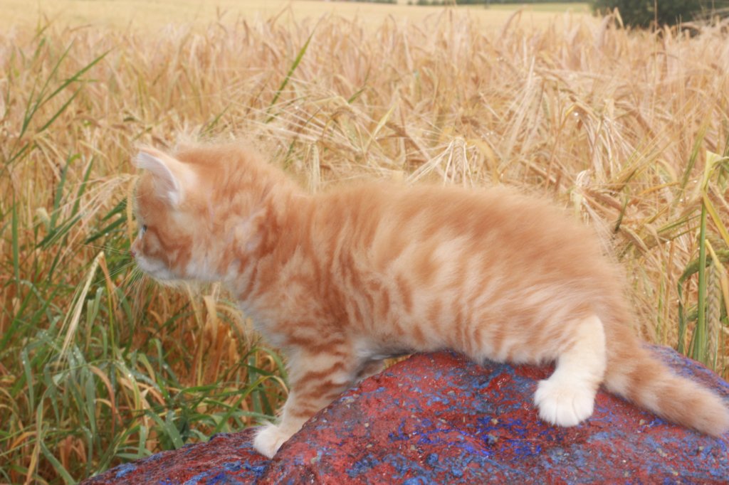 refuelot6weeks12822.jpg