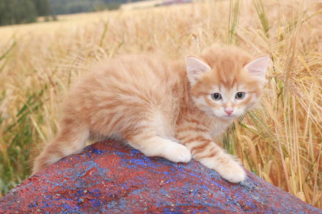 rauben6weeks12818.jpg