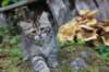 rinnahgiel10weeks7932_small.jpg