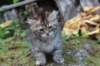 rinnahgiel10weeks7933_small.jpg