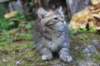 rinnahgiel10weeks7934_small.jpg