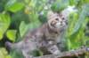 rinnahgiel10weeks795_small.jpg