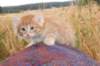 rubenrefaelboydy246weeks12821_small.jpg