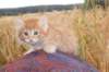 rubenrefaelboydy246weeks12822_small.jpg