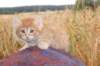 rubenrefaelboydy246weeks12823_small.jpg