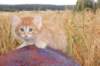 rubenrefaelboydy246weeks12824_small.jpg