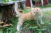 rubenboy10weeks41_small.jpg