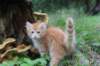 rubenboy10weeks44_small.jpg