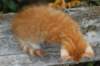 rubenboy10weeks46_small.jpg