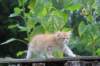 rubenboy10weeks54_small.jpg
