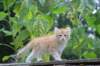 rubenboy10weeks55_small.jpg
