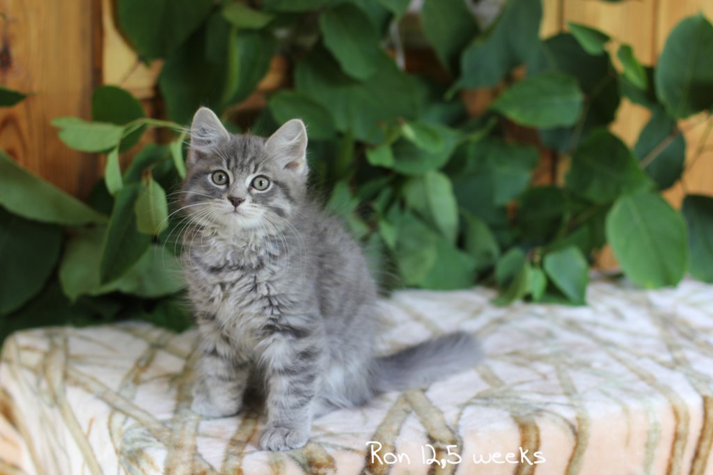 ron125weeks29.jpg