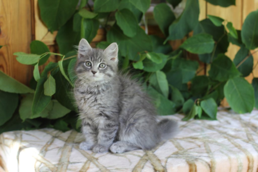 ron125weeks2981.jpg