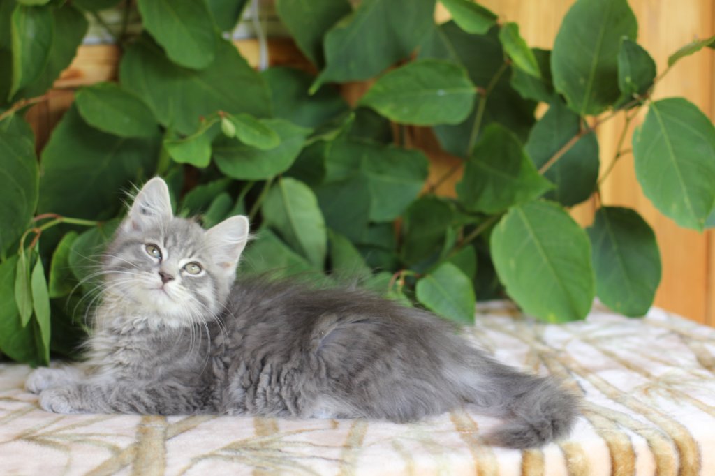 ron125weeks29843.jpg