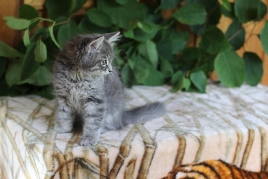 ron125weeks29856.jpg