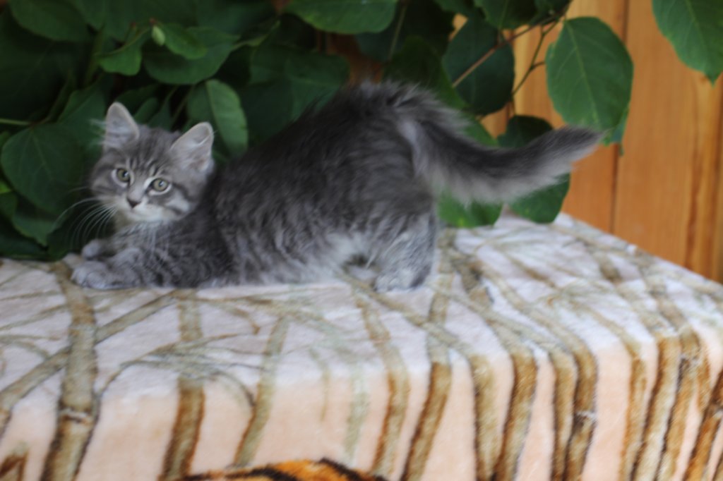 ron125weeks29862.jpg