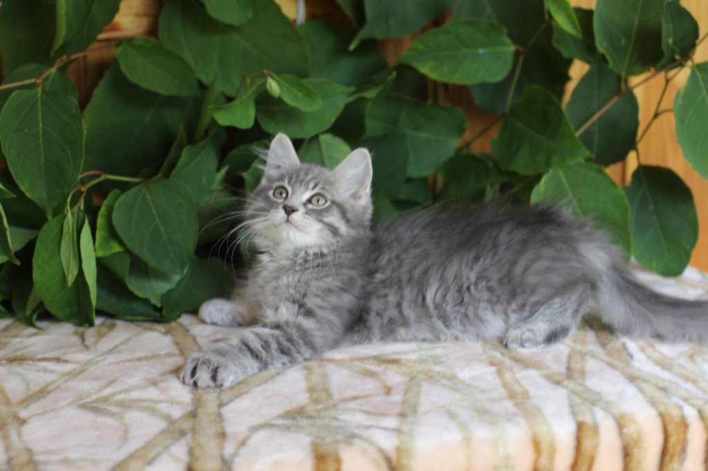 ron125weeks29864.jpg