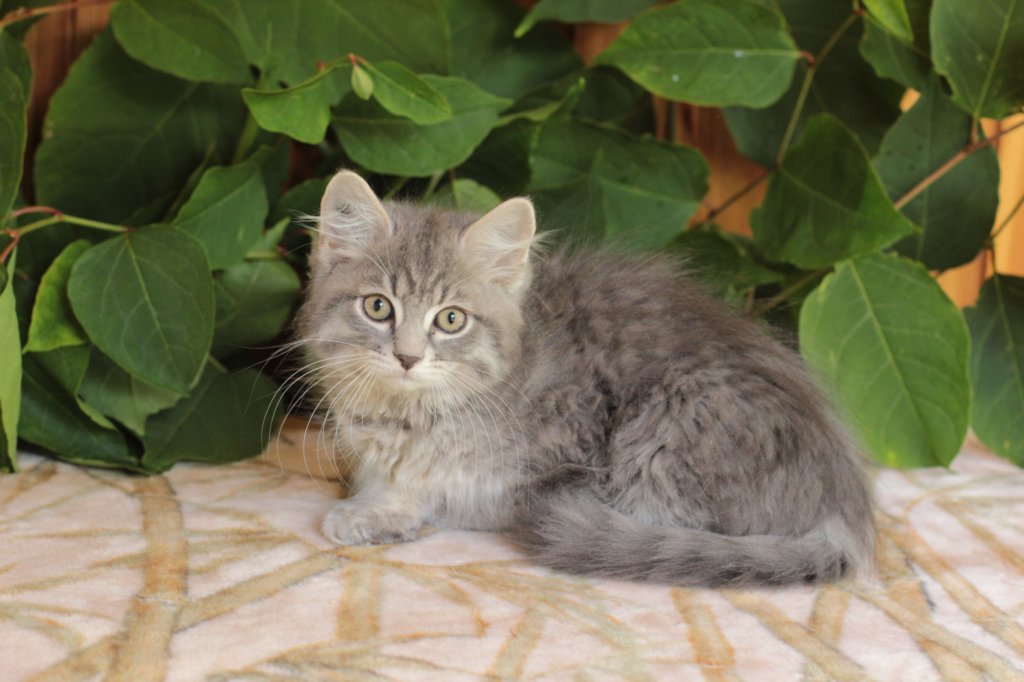 ron125weeks2987.jpg