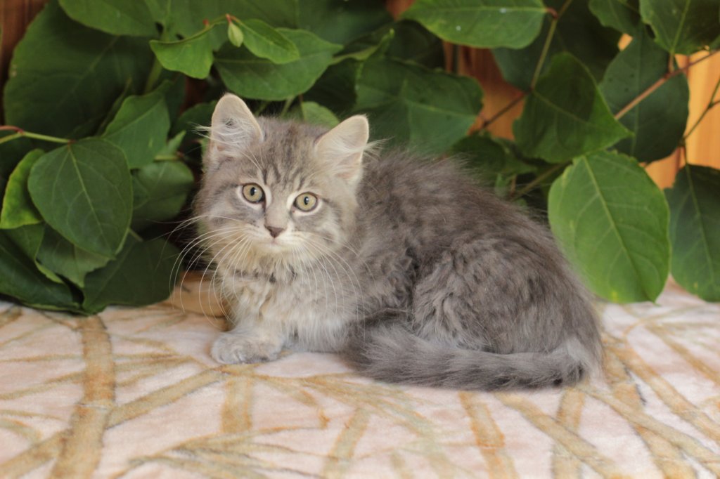 ron125weeks2988.jpg