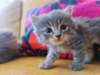 ron5boyentgirl345weeks5729_small.jpg
