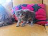 ron5boyentgirl345weeks5731_small.jpg
