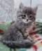 rosanagirl8weeks277202223_small.jpg