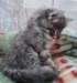 rosanagirl8weeks277202224_small.jpg