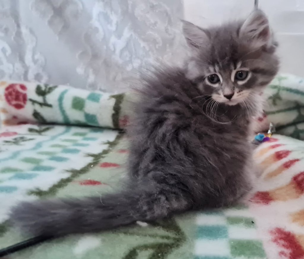 rosanagirl8weeks27720223.jpg