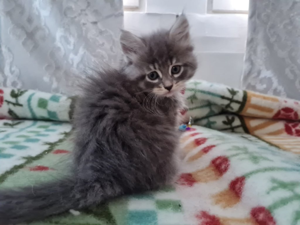 rosanagirl8weeks27720224.jpg