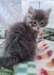rosanagirl8weeks2772022_small.jpg