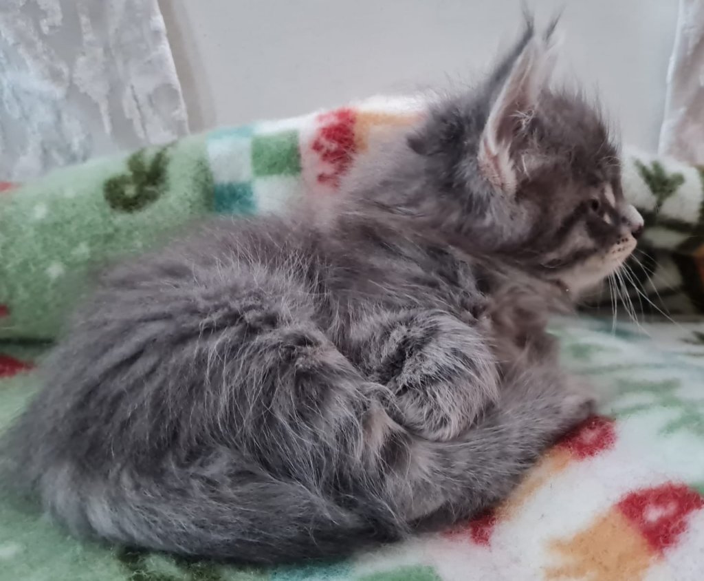 boyrani8weeks287202216.jpg