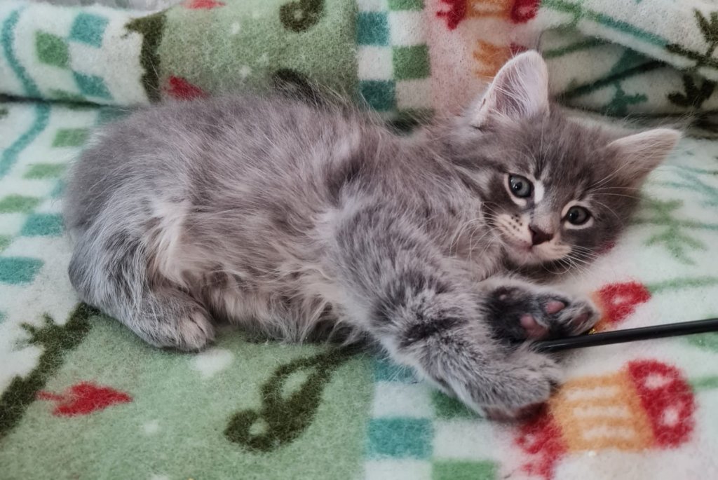 boyrani8weeks28720223.jpg