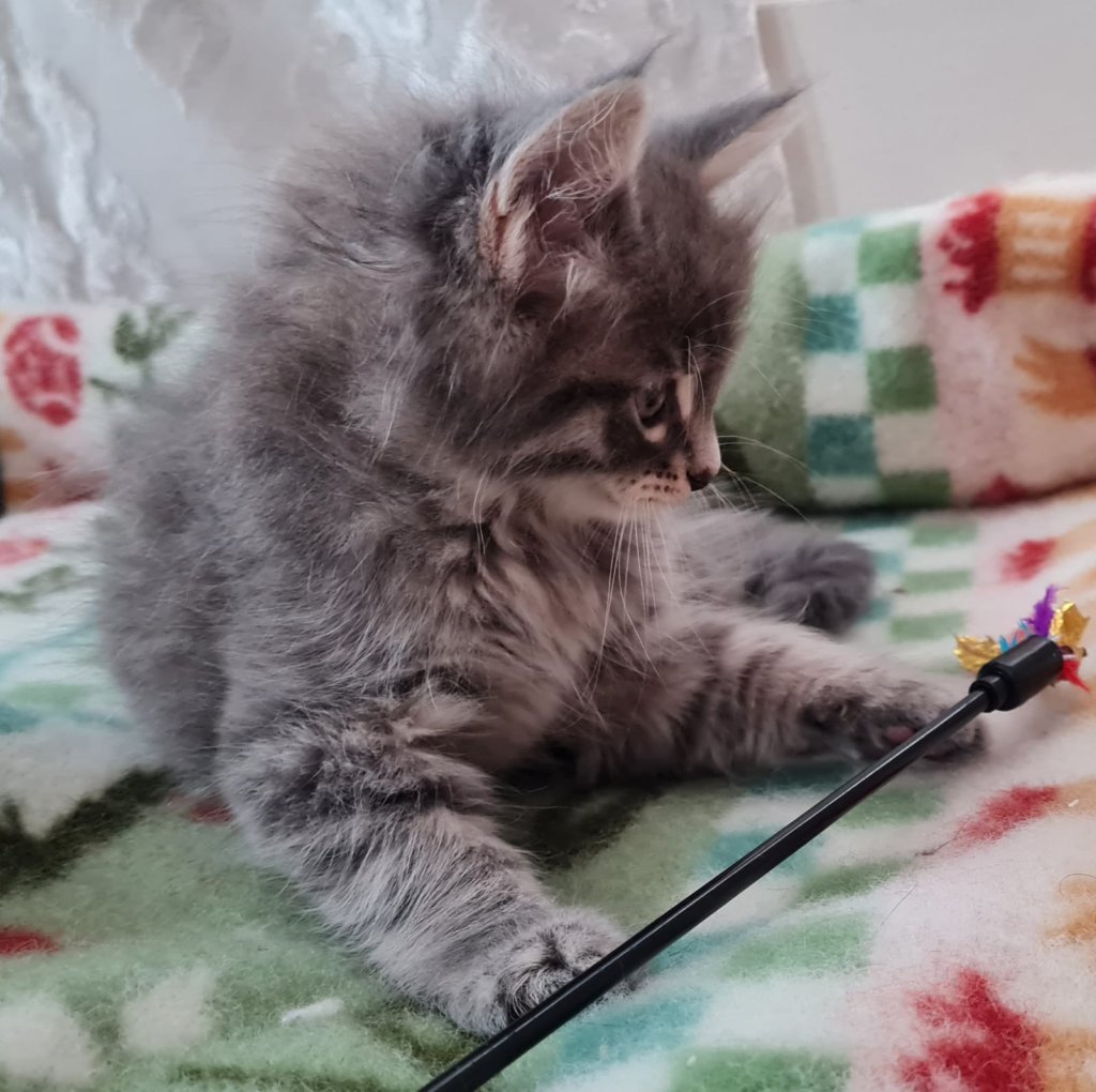 boyrani8weeks28720224.jpg