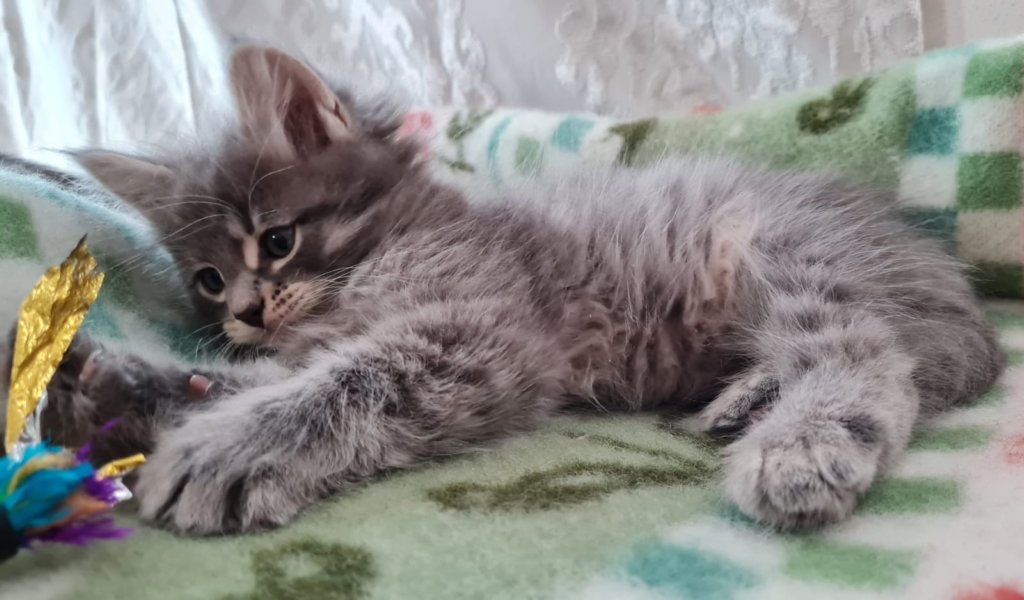 boyrani8weeks28720225.jpg