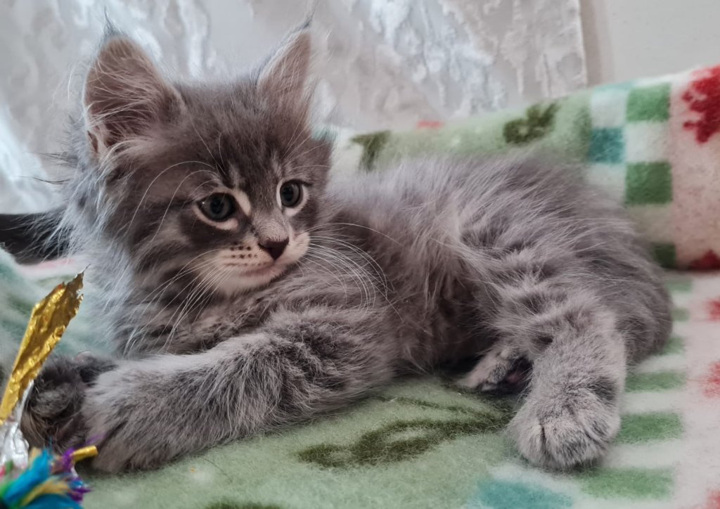 boyrani8weeks28720228.jpg