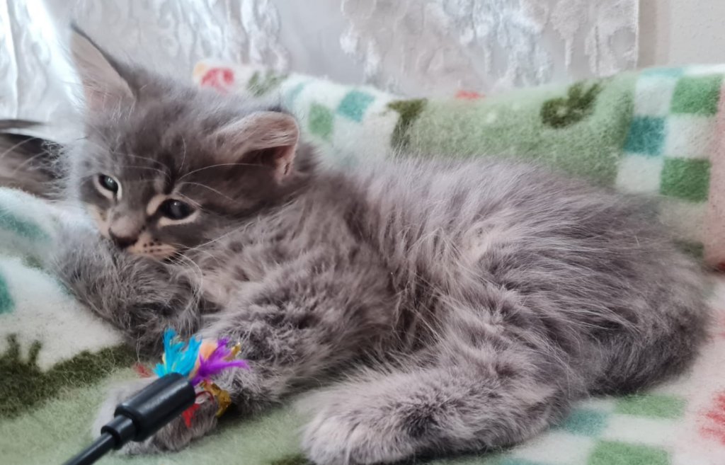boyrani8weeks28720229.jpg