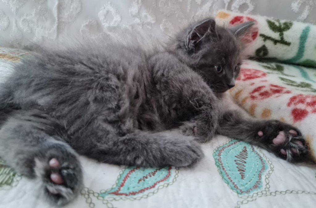 boyruben8weeks28720226.jpg