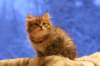 img_4031_small.jpg