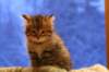 img_4034_small.jpg