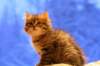 img_4037_small.jpg
