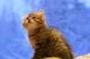 img_4038_small.jpg