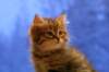 img_4050_small.jpg
