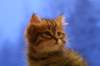 img_4051_small.jpg